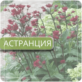 Астранция