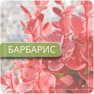Барбарис