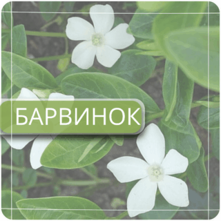 Барвинок