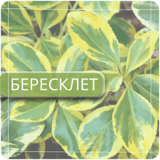 Бересклет