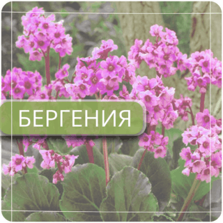 Бергения (бадан)