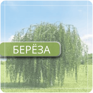 Берёза