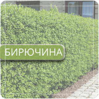 Бирючина