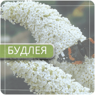 Буддлея