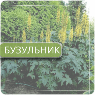 Бузульник (лигулярия)