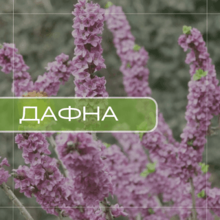 Дафна