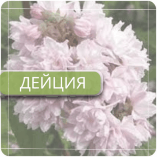 Дейция