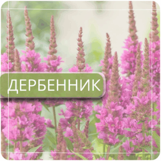 Дербенник