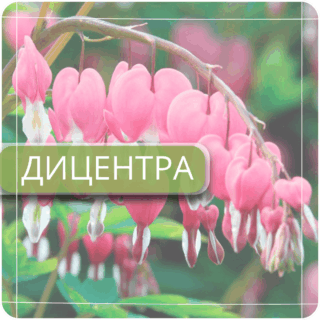 Дицентра