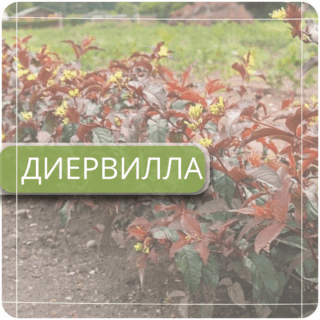 Диервилла