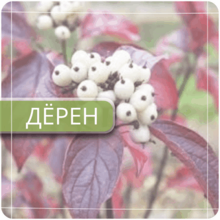 Дёрен