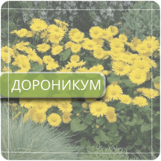 Дороникум