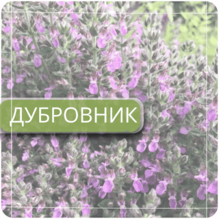 Дубровник