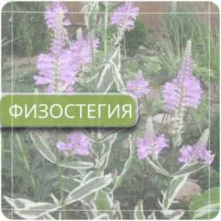 Физостегия