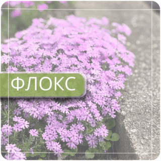 Флокс