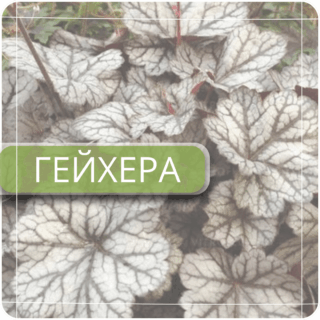 Гейхера