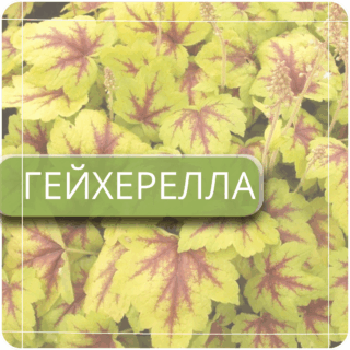 Гейхерелла
