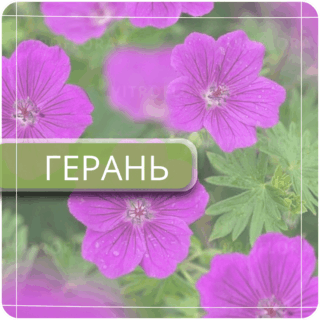 Герань