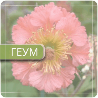 Геум