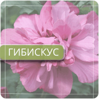 Гибискус