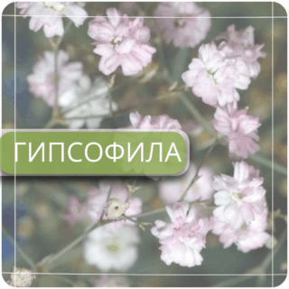 Гипсофила
