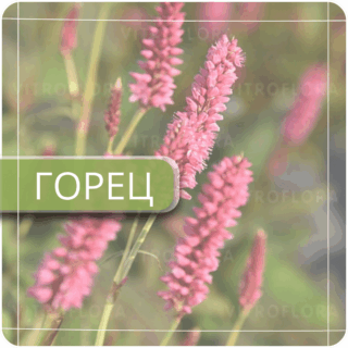 Горец