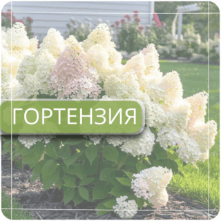 Гортензия