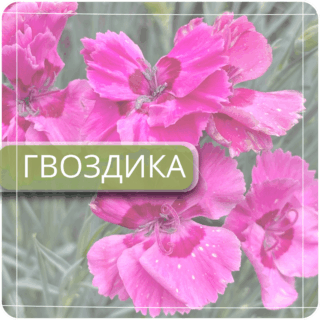 Гвоздика