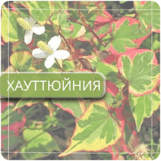 Хауттюния