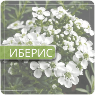 Иберис