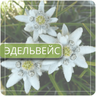 Эдельвейс