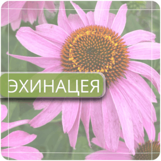 Эхинацея
