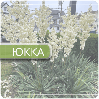 Юкка