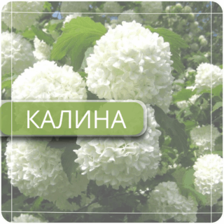 Калина