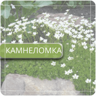 Камнеломка