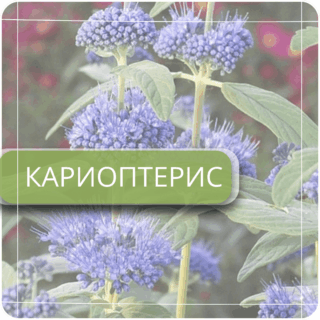 Кариоптерис
