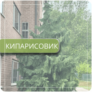 Кипарисовик