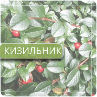 Кизильник
