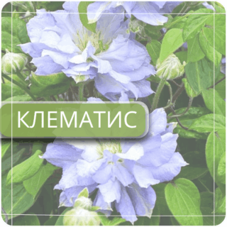Клематис