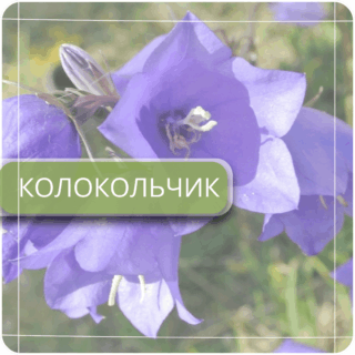 Колокольчик