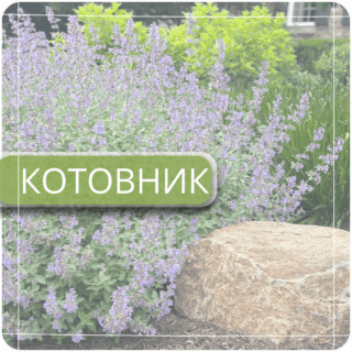 Котовник
