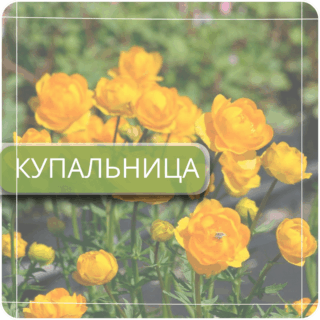 Купальница