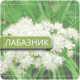 Лабазник (таволга)