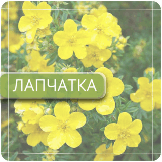 Лапчатка