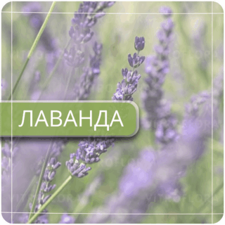 Лаванда
