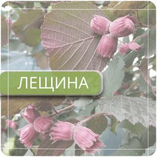 Лещина