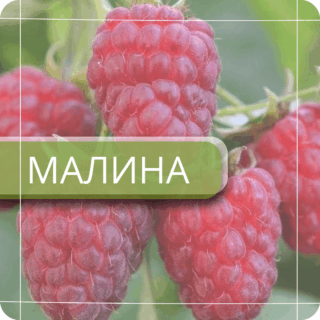 Малина