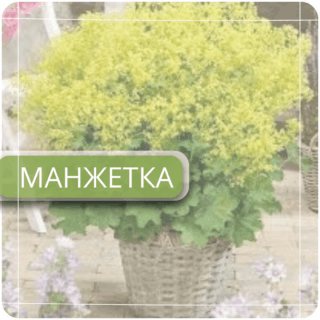 Манжетка