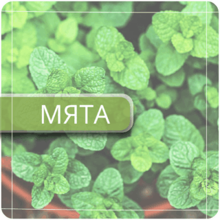 Мята