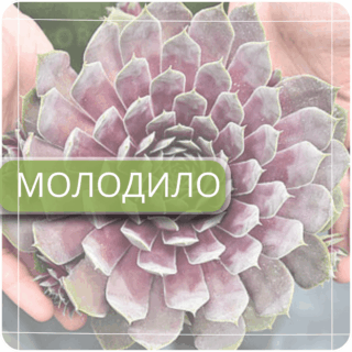 Молодило